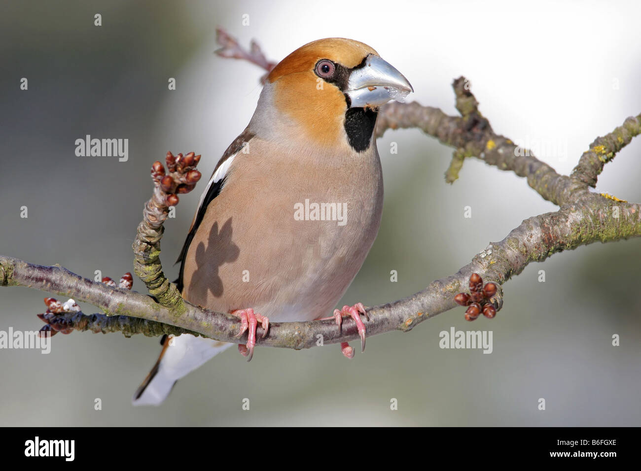 hawfinch (Coccothraustes coccothraustes), sitting on a branch, Germany Stock Photo