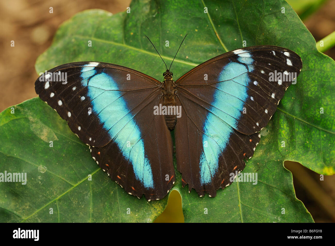 Peleides Blue Morpho Butterfly (Morpho peleides), Ecuador, South America Stock Photo