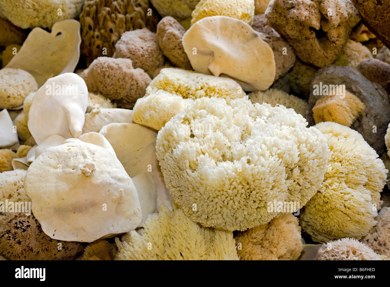 Natural sponges in various sizes and shapes in a souvenir shop in the Historic center of Limassol, South Cyprus, Europe Stock Photo