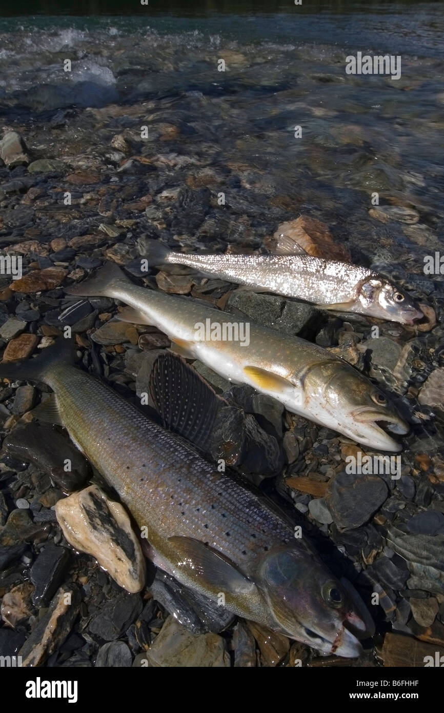Fisherman's prey, Bull Trout (Salvelinus confluentus), Arctic Grayling (Thymallus arcticus), Mountain Whitefish (Prosopium will Stock Photo