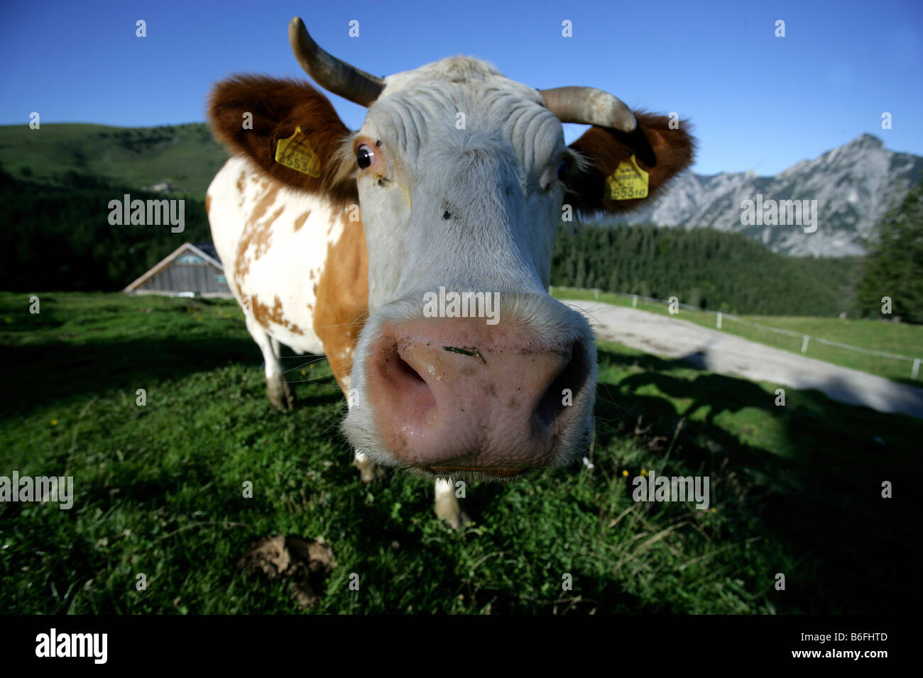 Cow on an alpine pasture, Dachsteinmassiv, Austria, Europe Stock Photo