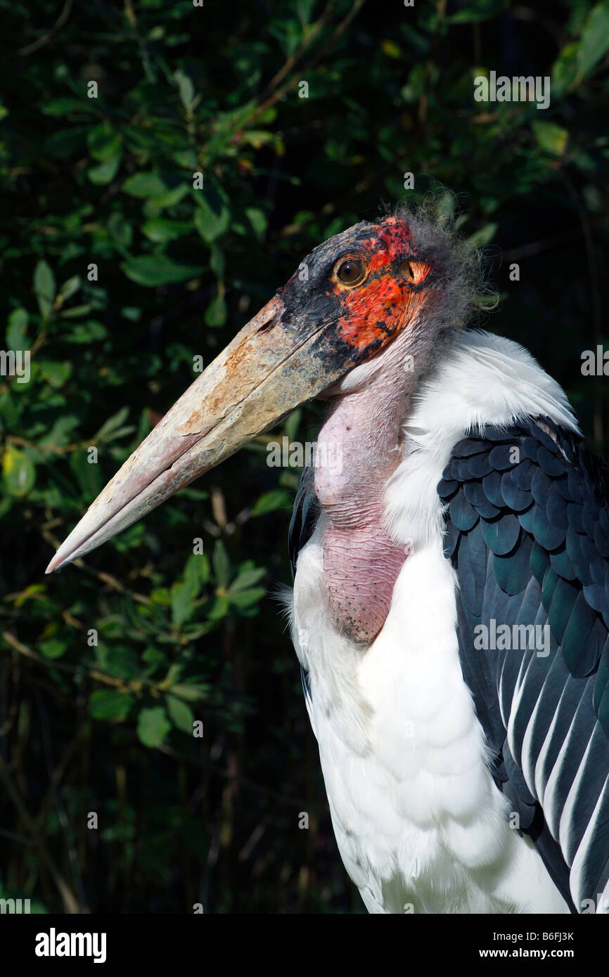 Marabou Stork (Leptoptilos crumeniferus) Stock Photo