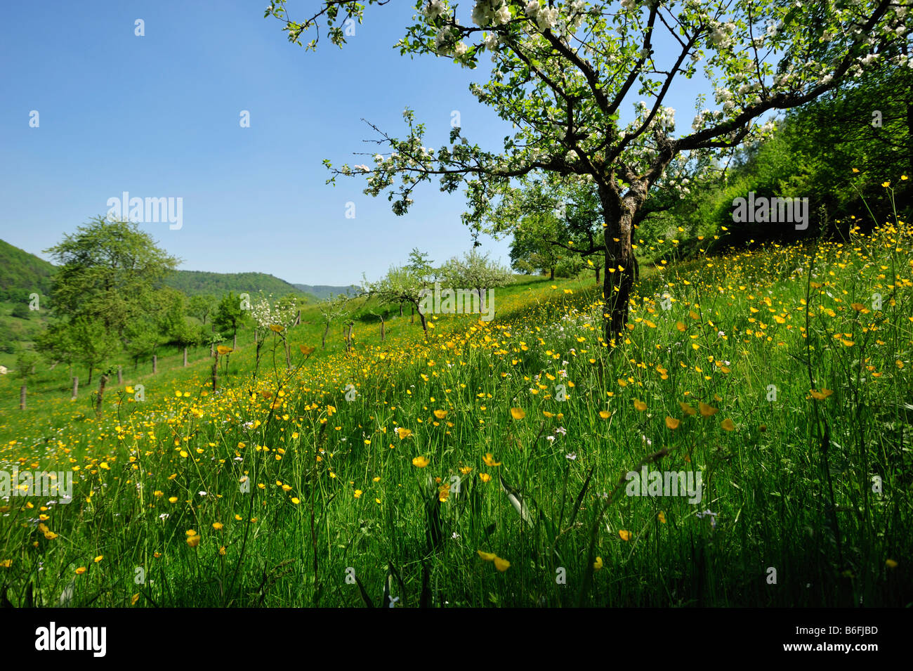 Spring meadow in Eusserthal, Naturpark Pfaelzerwald Nature Park, Rhineland-Palatinate, Germany, Europe Stock Photo
