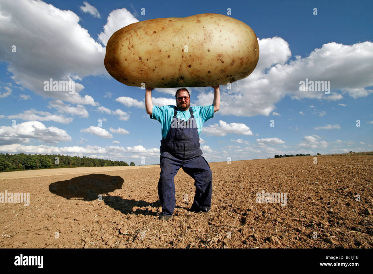 Farmer holding an oversized potato, genetically modified food Stock Photo