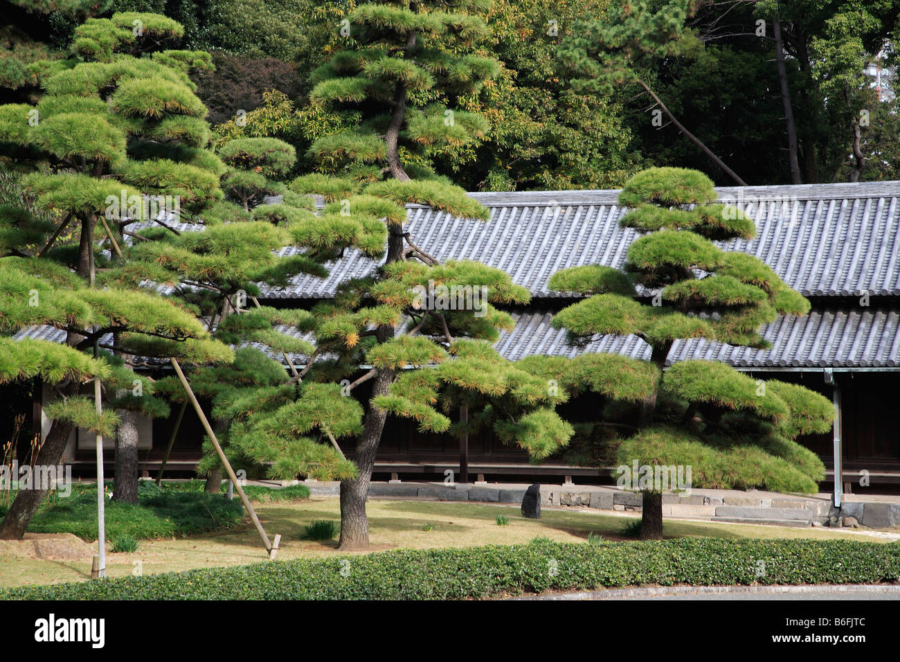 Japan Tokyo Imperial Palace East Garden japanese pine trees Stock Photo