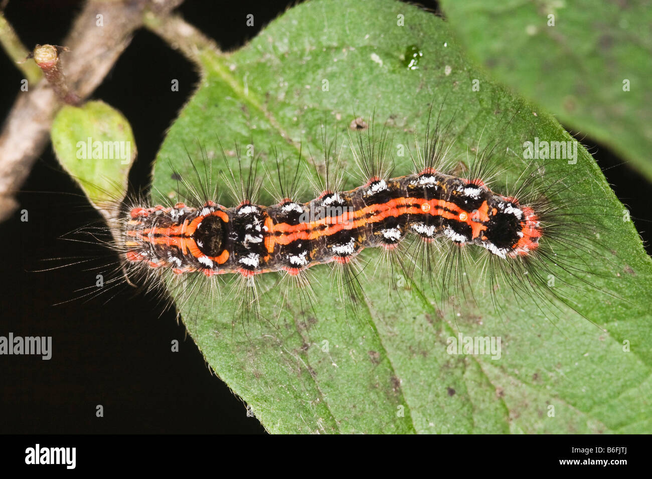 Caterpillar of a Yellow-tail moth (Euproctis similis) Stock Photo