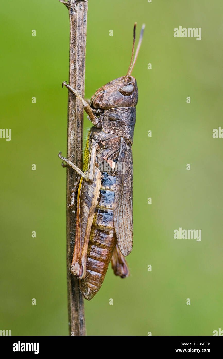 Rufous Grasshopper (Gomphocerippus rufus) Stock Photo