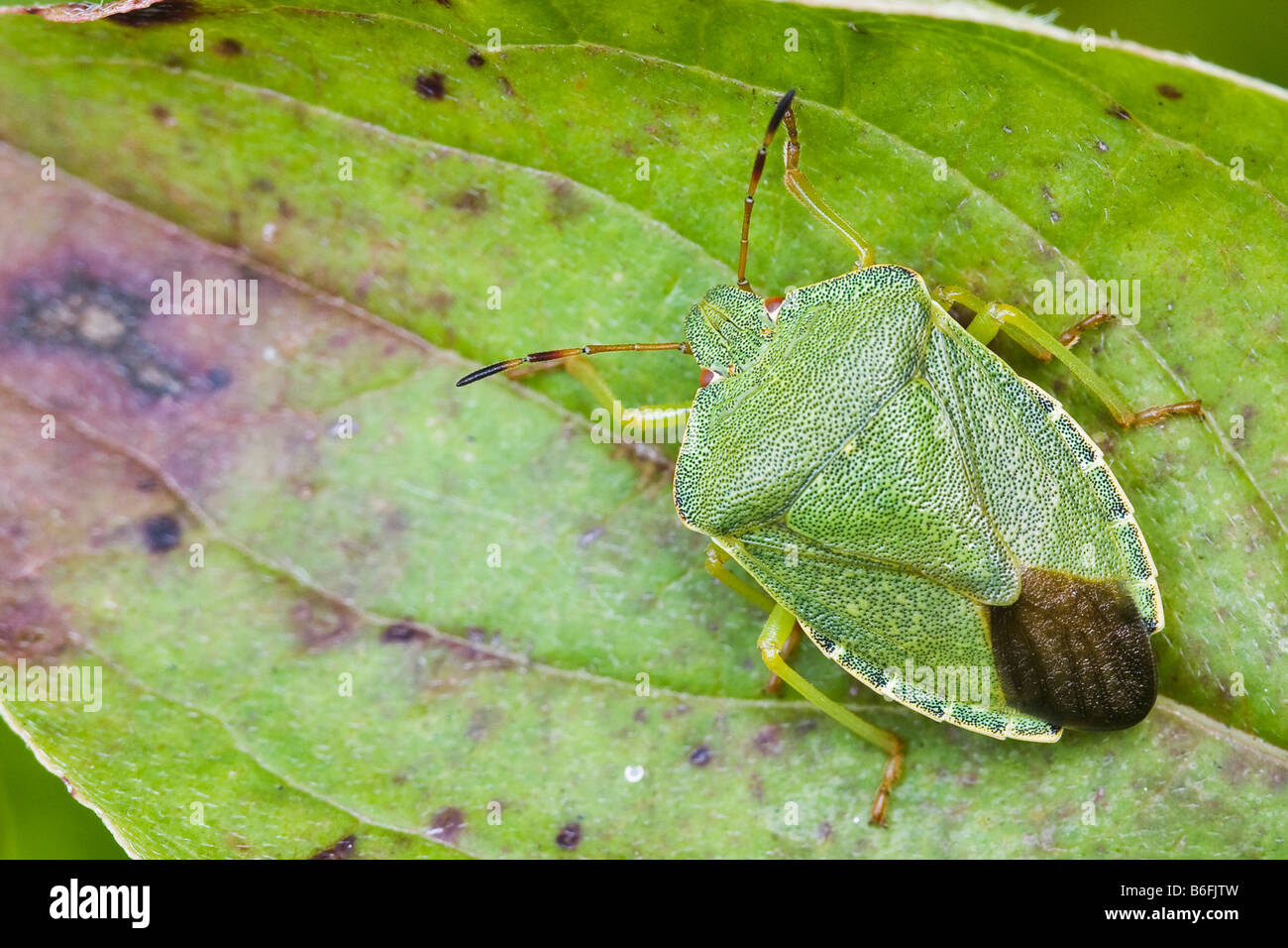Green Shield Bug or Stink Bug (Palomena prasina) Stock Photo