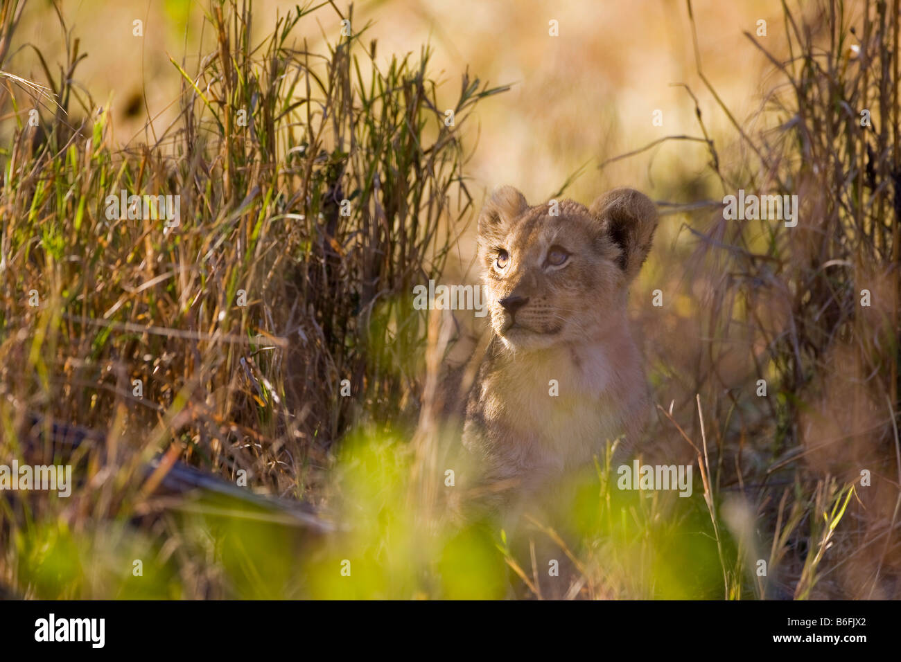 Lion (Panthera leo) cub in high grass, Okavango Delta, Botswana, Africa Stock Photo