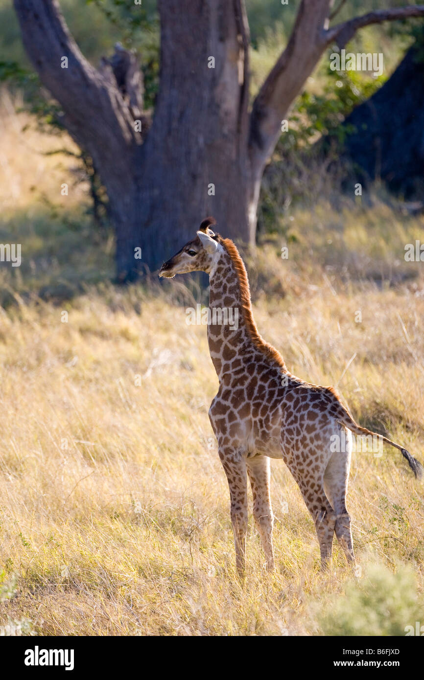 Young Giraffe (Giraffa camelopardalis) Stock Photo