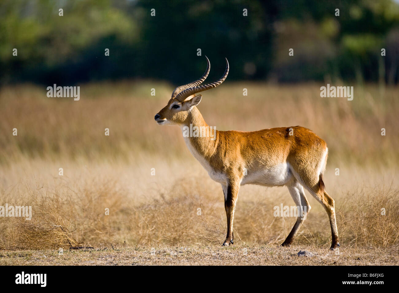 Lechwe, or Southern Lechwe Antelope (Kobus leche), Okavango Delta, Botswana, Africa Stock Photo