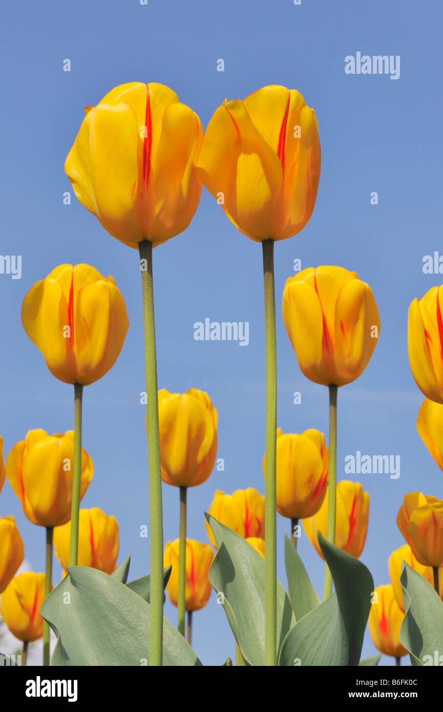 Didier's Tulip (Tulipa gesneriana) Stock Photo