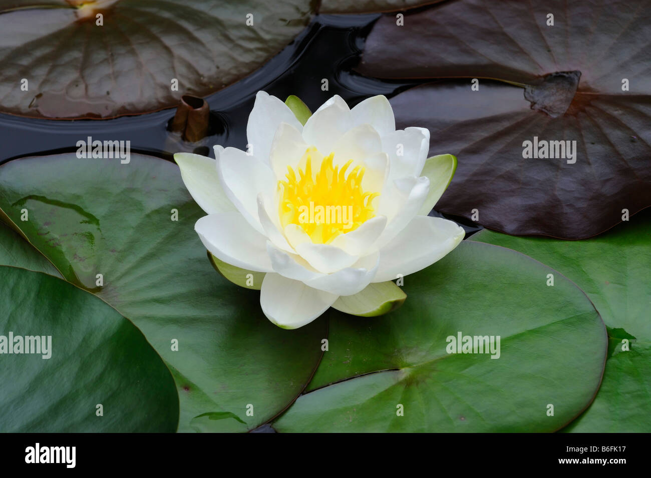 European White Waterlily, White Lotus, or Nenuphar (Nymphaea alba) Stock Photo