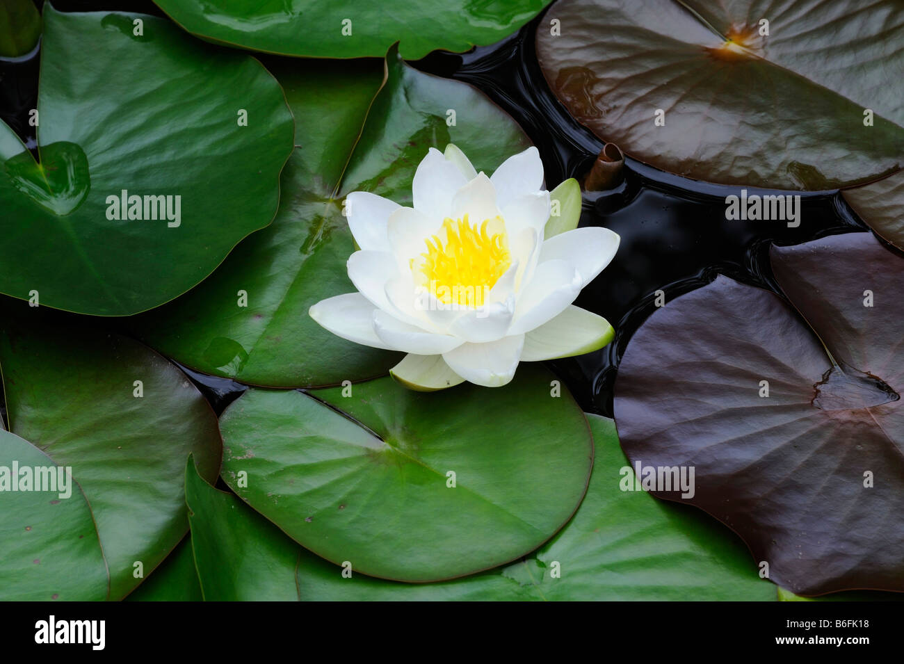 European White Waterlily, White Lotus, or Nenuphar (Nymphaea alba) Stock Photo