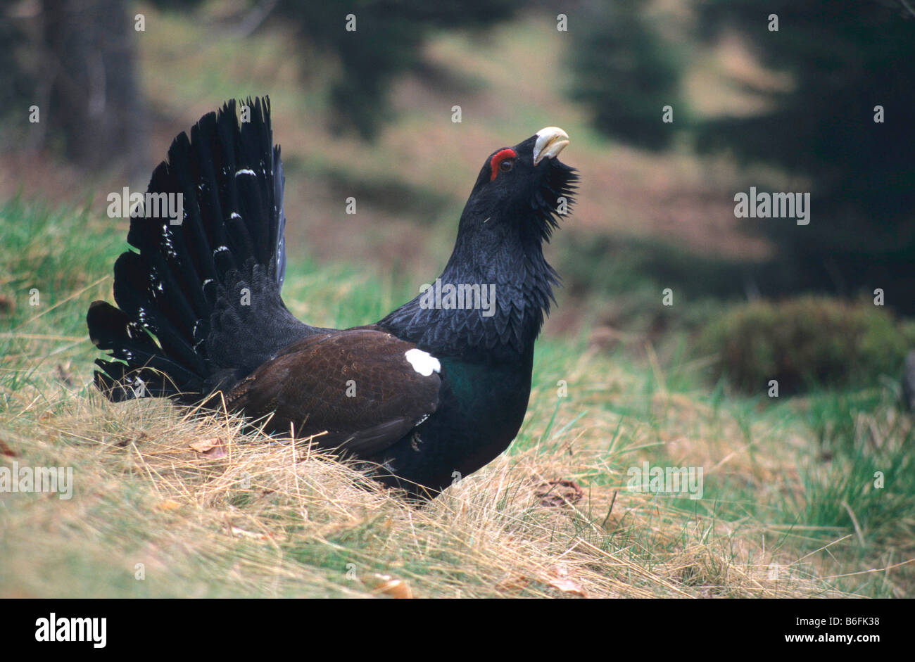 Capercaillie or Wood Grouse or Western Capercaillie (Tetrao urogallus), bird performing a courtship display on the ground Stock Photo