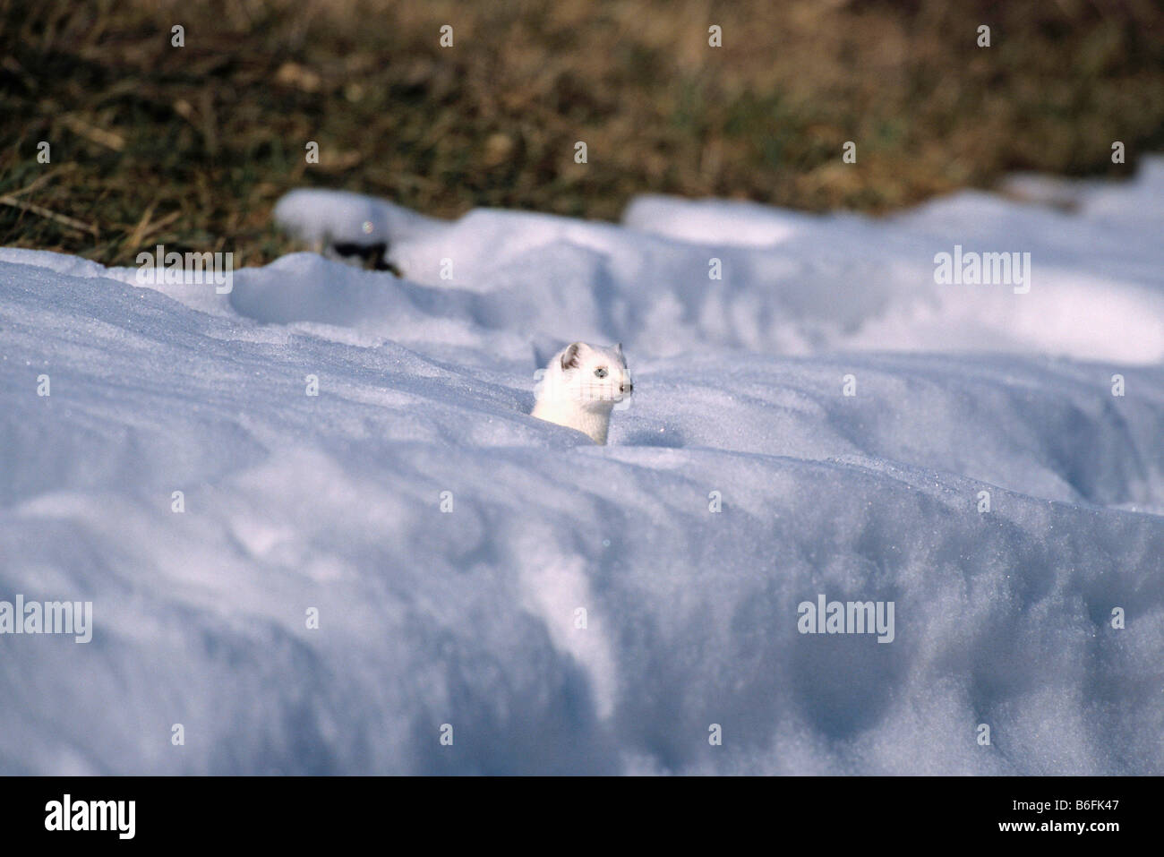 Ermine or Stoat or Short-tailed Weasel (Mustela erminea) in its winter coat in the snow Stock Photo