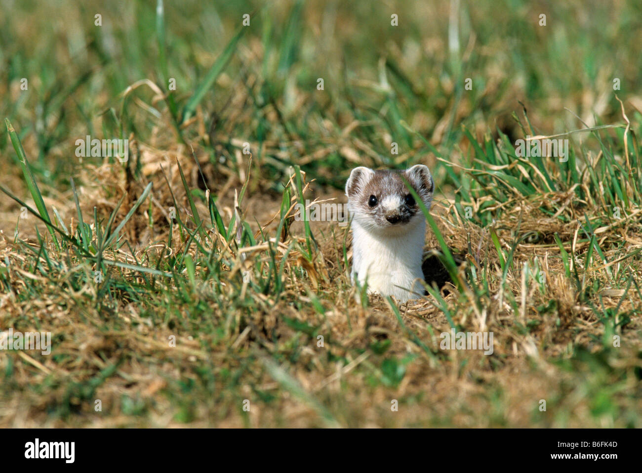 Ermine or Stoat or Short-tailed Weasel (Mustela erminea) in its winter coat Stock Photo
