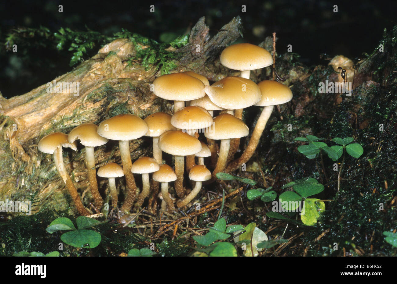 Velvet foot (Flammulina velutipes) mushrooms growing on a tree stump Stock Photo
