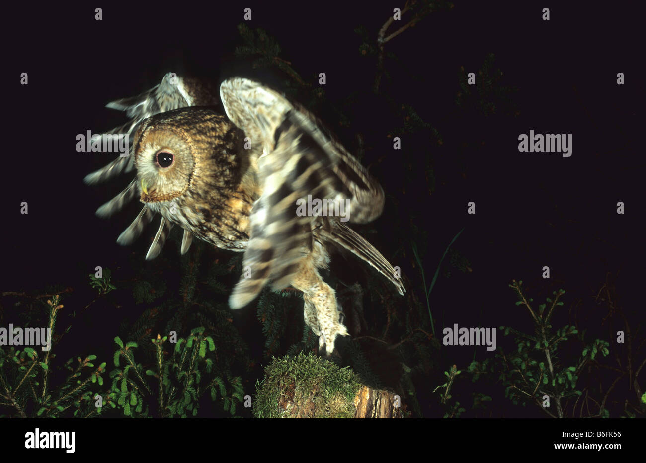 Tawny Owl (Strix aluco) in flight Stock Photo