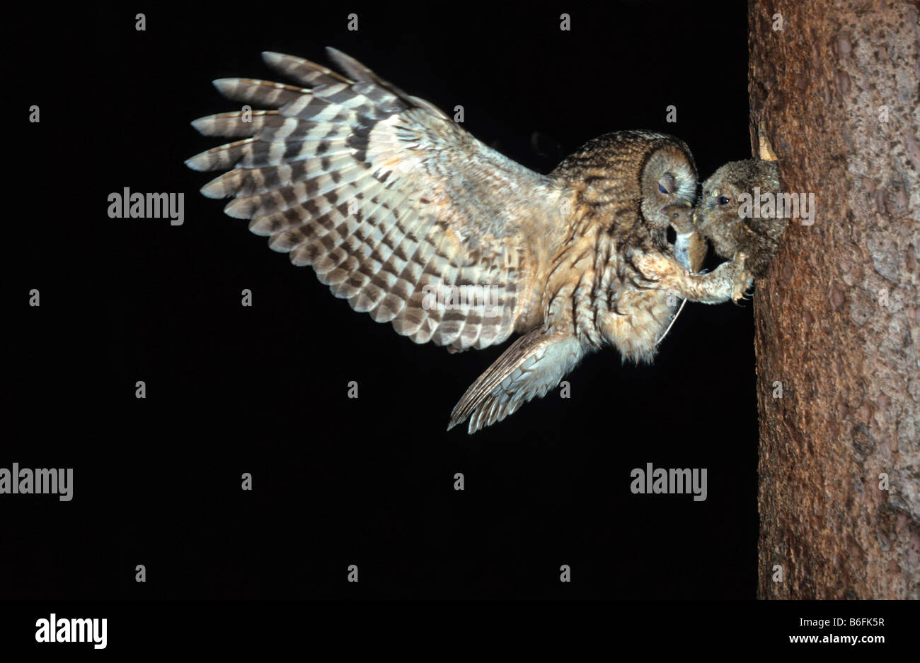 Tawny Owl (Strix aluco) giving a Wood Mouse (Apodemus sylvaticus) to its young in a hole in a tree Stock Photo