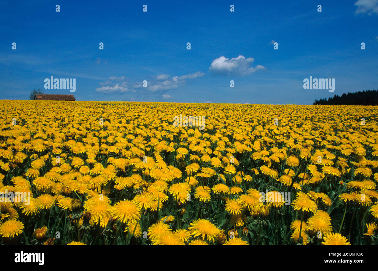 Dandelion (Taraxacum officinale) field in the Allgaeu region of Germany Stock Photo