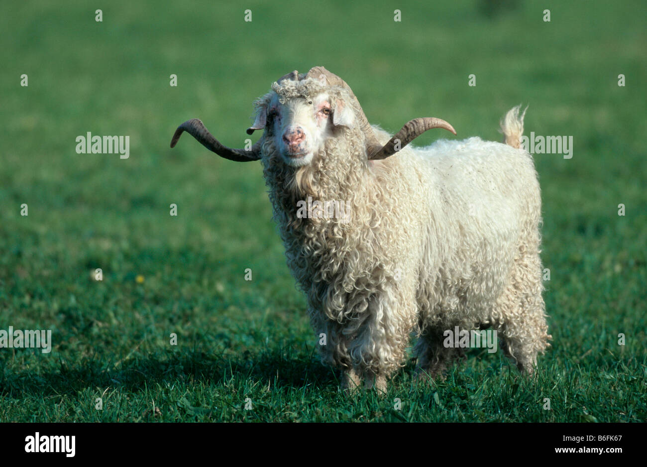 Mohair or Angora Goat Stock Photo