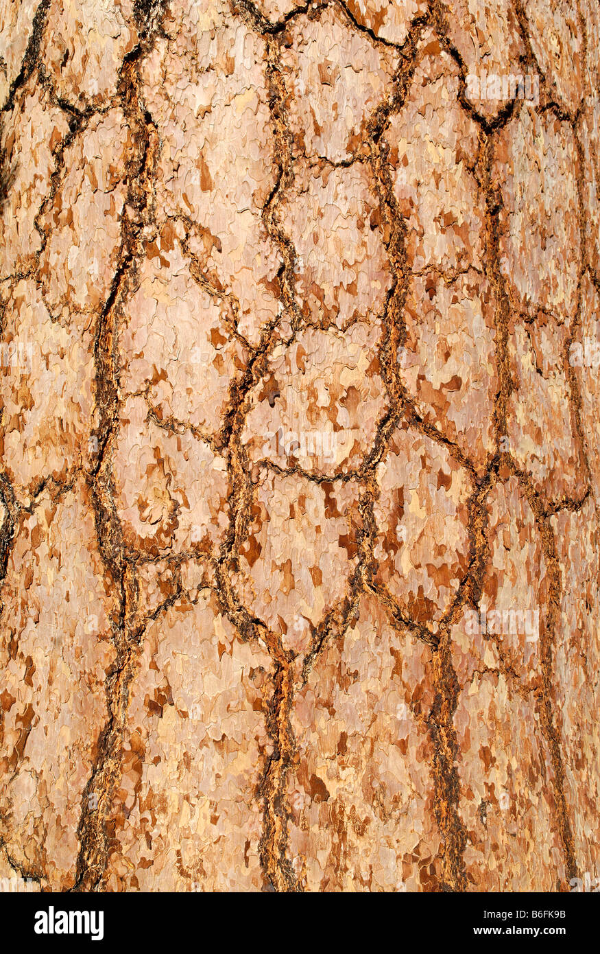 Bark of a Ponderosa Pine or Western Yellow Pine (Pinus ponderosa) Stock Photo