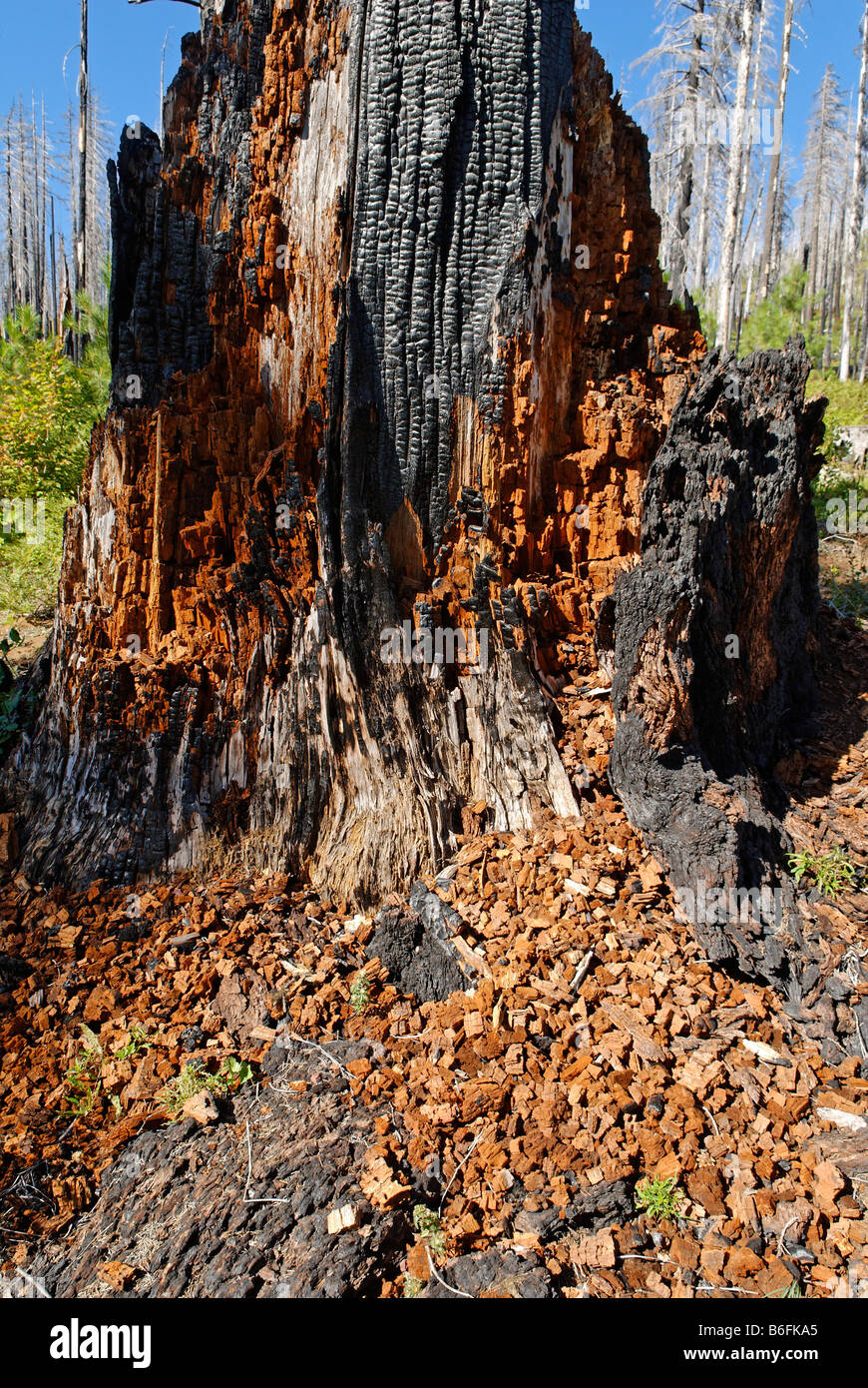 Forest fire, burnt, charred tree, Santiam Pass, Cascade Range, Oregon, USA Stock Photo