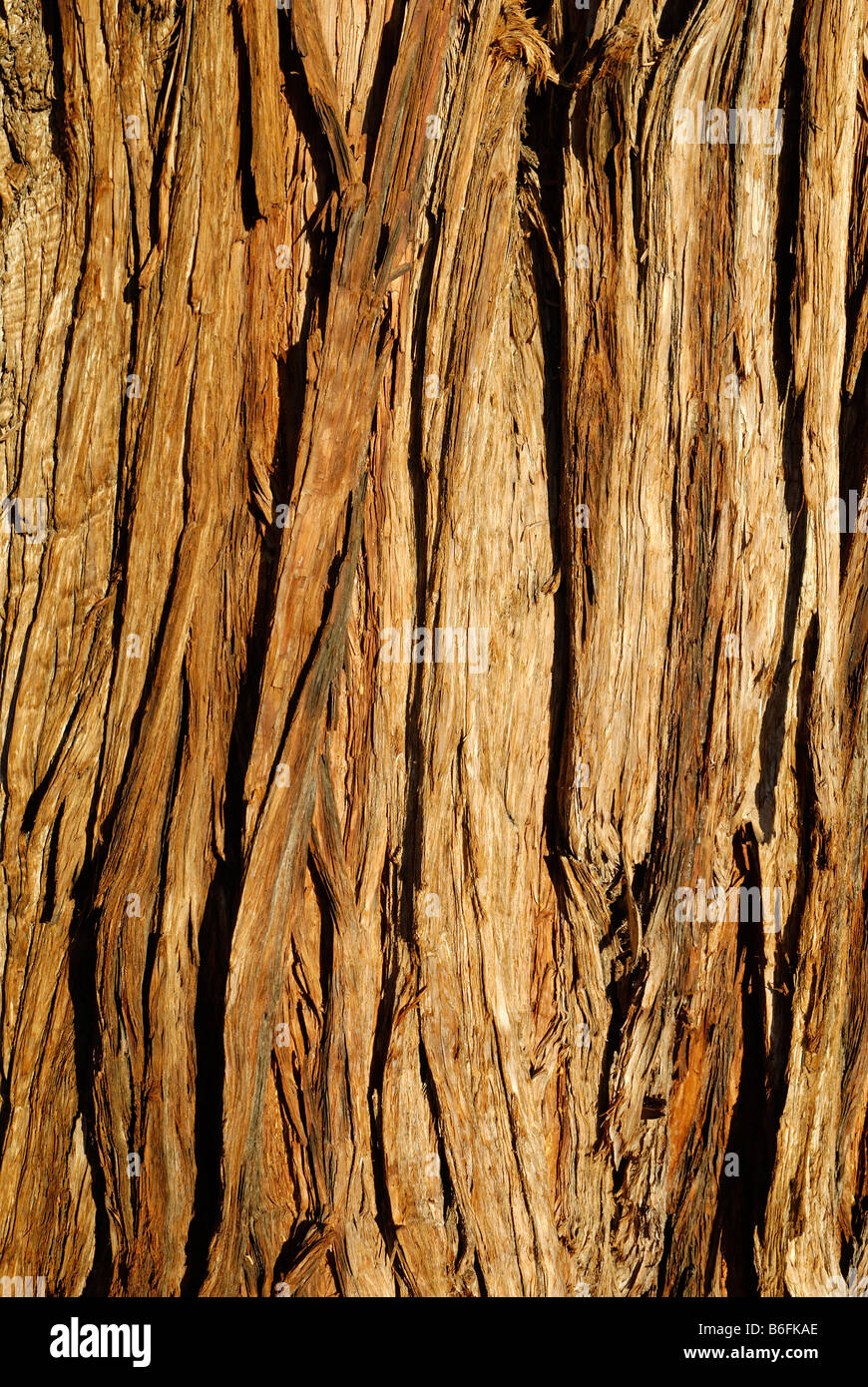 Bark on an old juniper tree, Western Juniper (Juniperus occidentalis var. occidentalis), High Desert, Oregon, USA Stock Photo