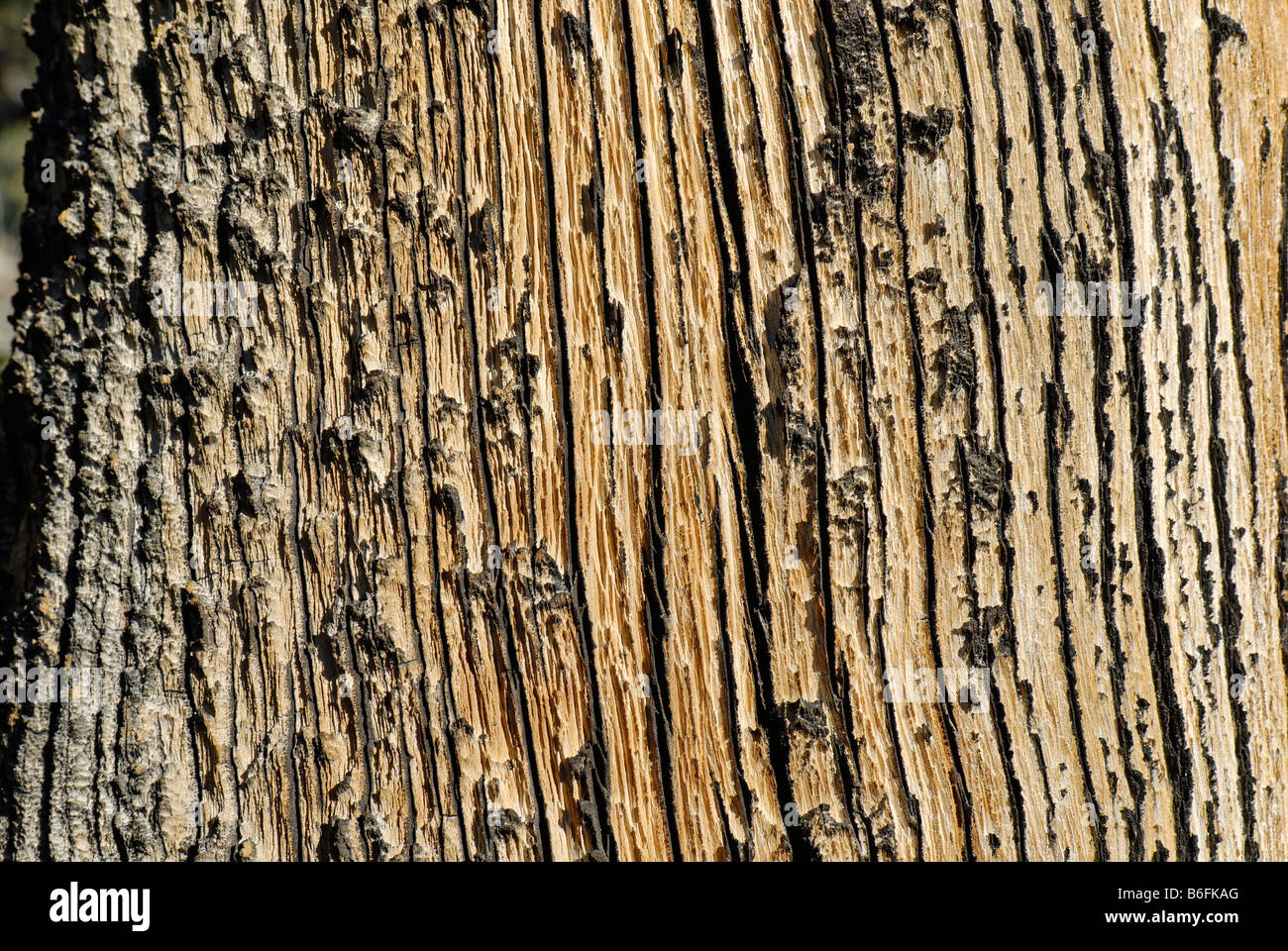 Weather-beaten wood, Juniper tree bark, Western Juniper (Juniperus occidentalis var. occidentalis), High Desert, Oregon, USA Stock Photo