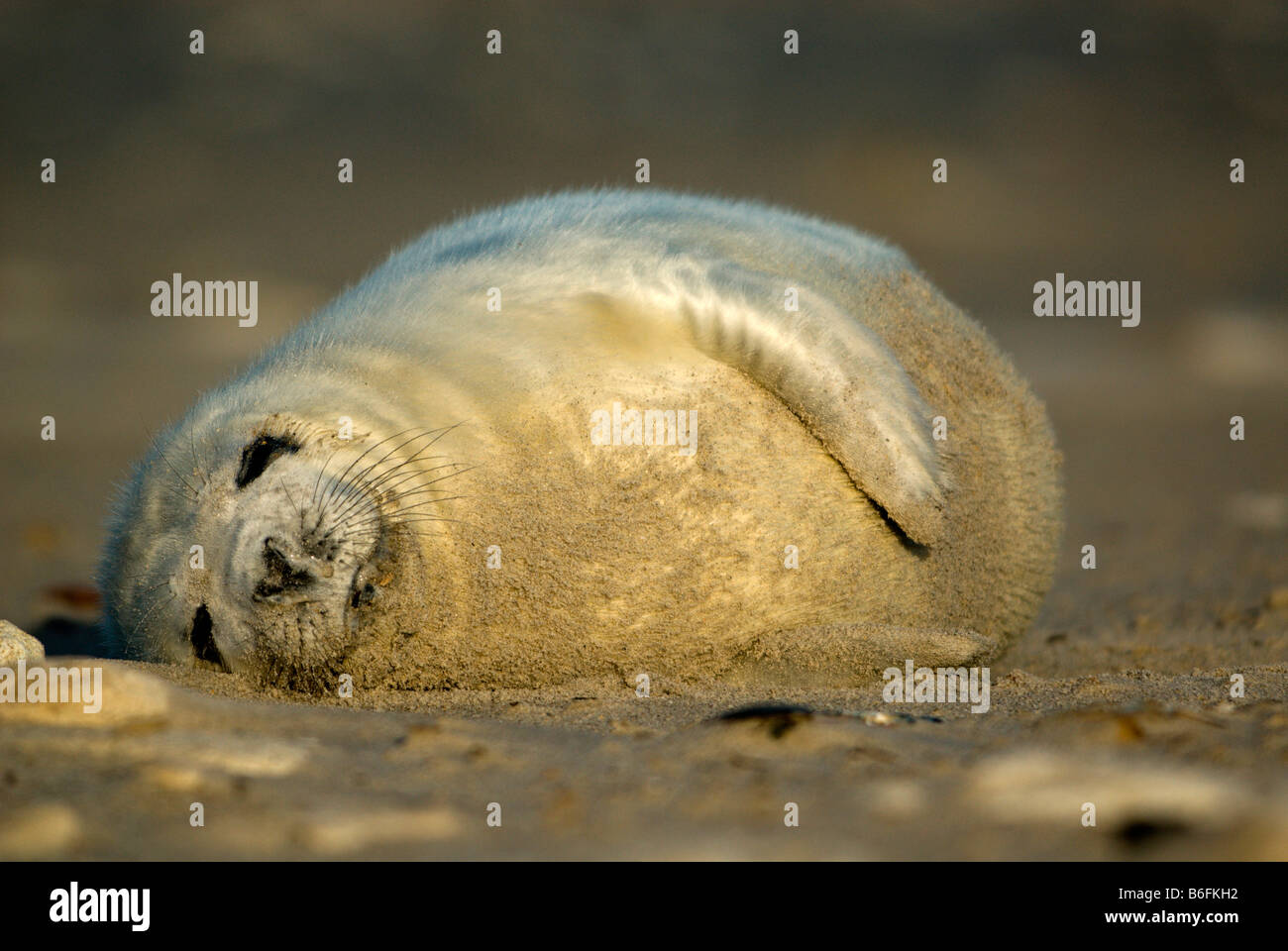 Young Gray Seal (Halichoerus grypus) cub, Heligoland, Schleswig-Holstein, Germany, Europe Stock Photo