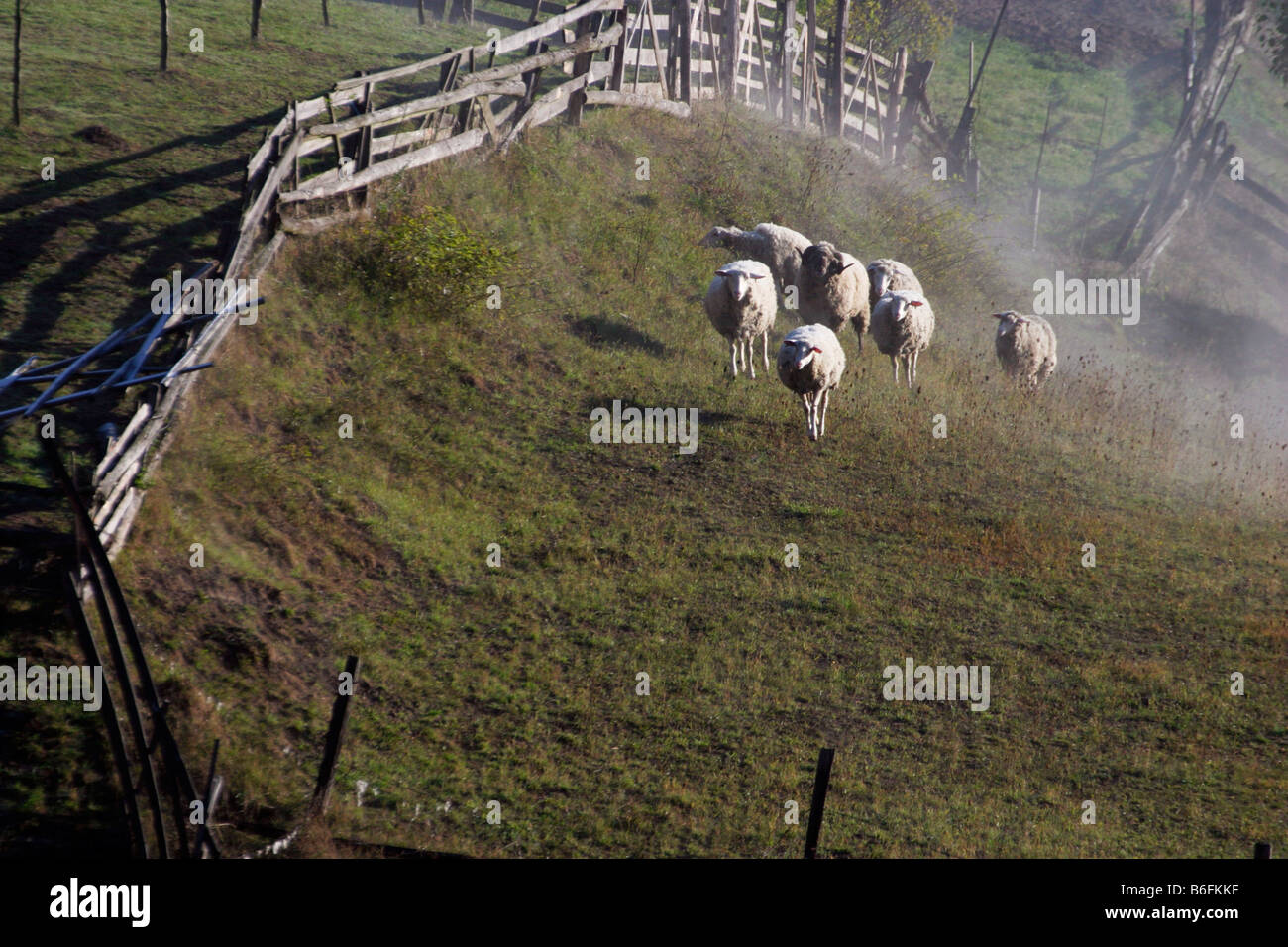 Sheep, Sidonie, Brumov-Bylnice, White Carpathian Mountains, protected landscape area, Bile Karpaty, Czech Republic, Europe Stock Photo