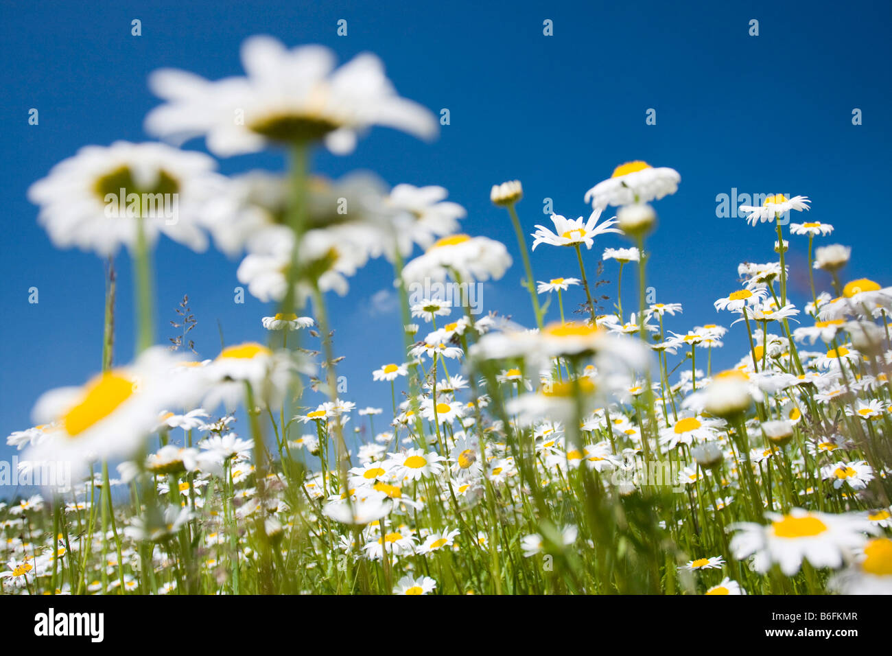 Oxeye daisies (Leucanthemum vulgare), Vyzkum hill, White Carpathian mountains protected landscape area, Bile Karpaty, Moravia,  Stock Photo