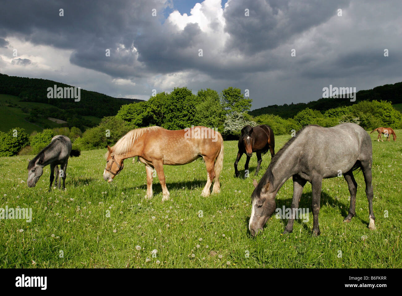 Horses, Brumov-Bylnice, White Carpathian Mountains, protected landscape area, Bile Karpaty, Moravia, Czech Republic, Europe Stock Photo