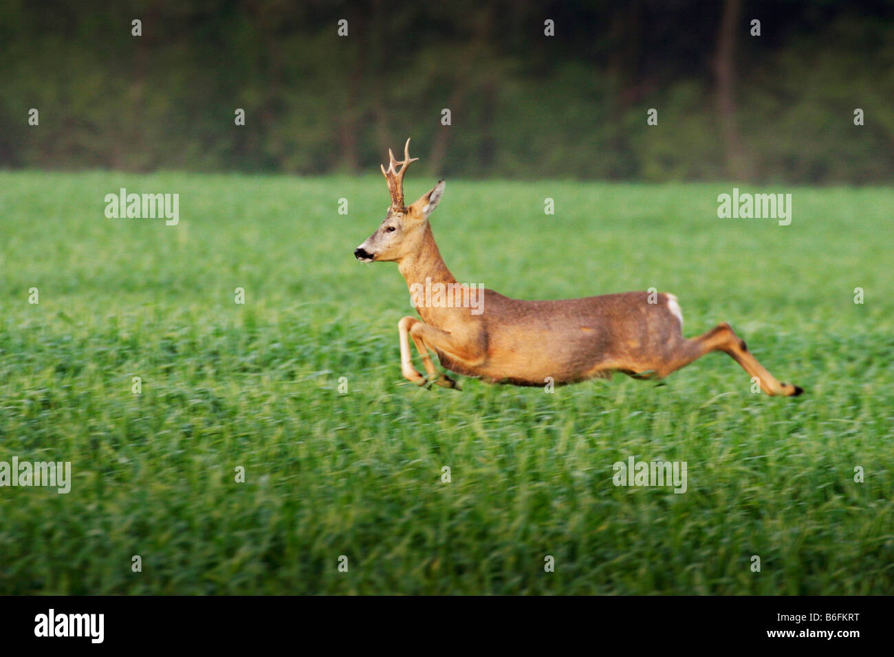 European Roe Deer (Capreolus capreolus), running, Lechovice, Znojmo district, South Moravia, Czech Republic, Europe Stock Photo