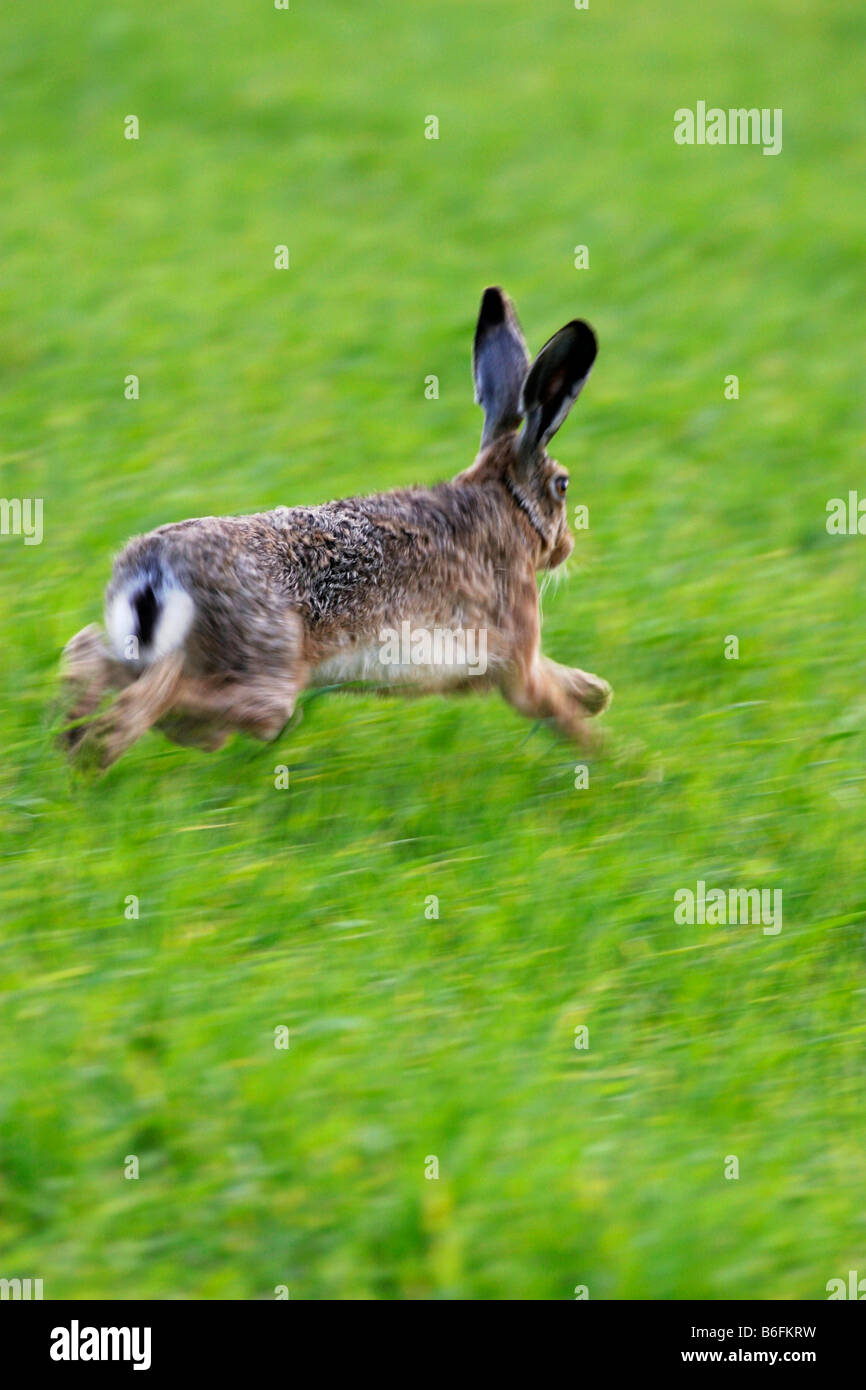 Brown Hare (Lepus europaeus), running, Suchohrdly, Znojmo district, South Moravia, Czech Republic, Europe Stock Photo