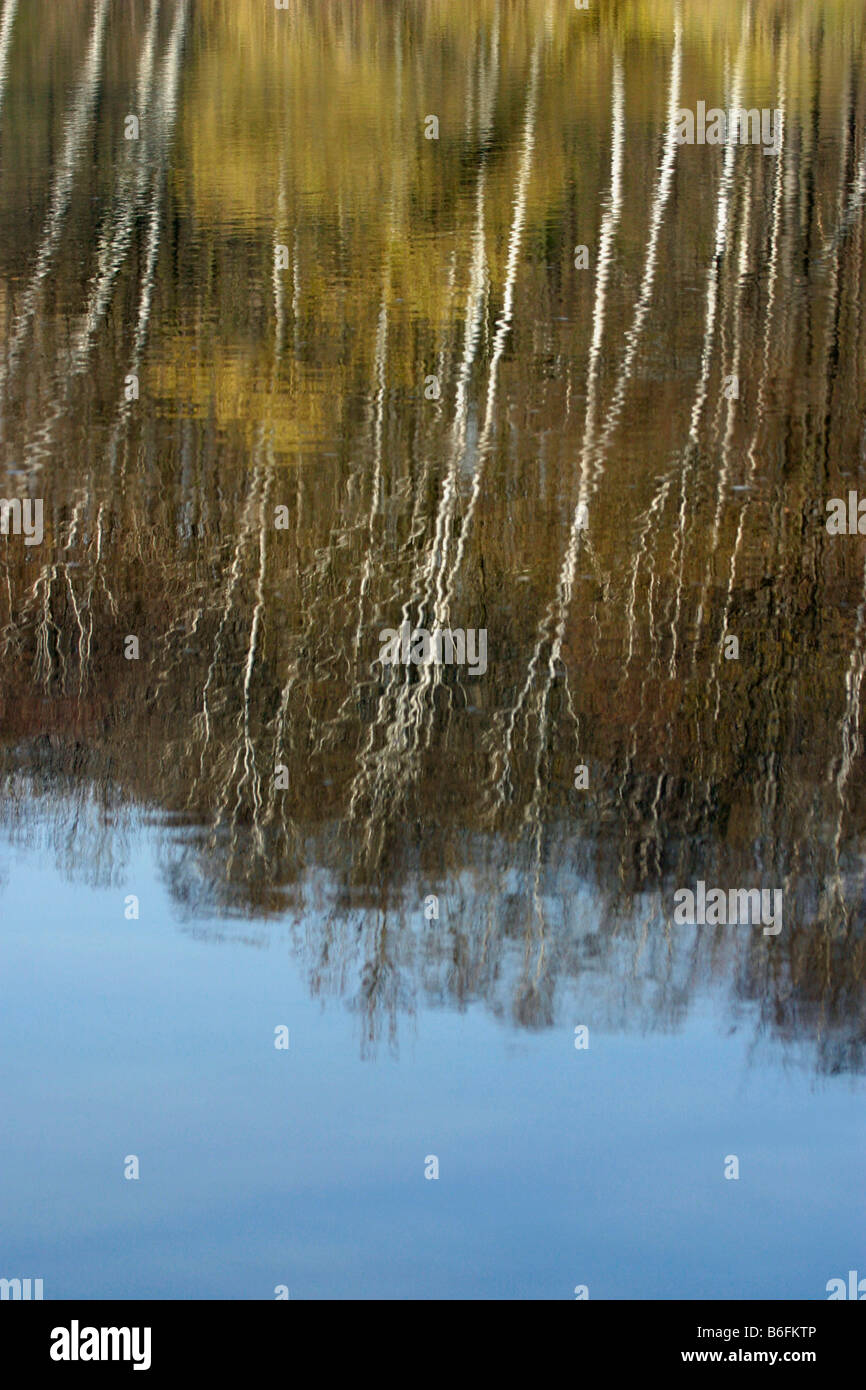 Trees reflecting on water hi-res stock photography and images - Alamy