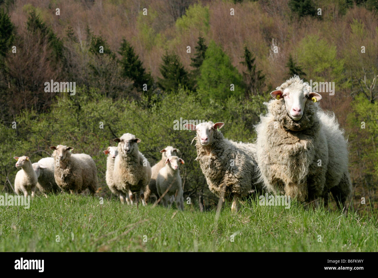 Sheep, Sidonie, White Carpathian Mountains, protected landscape area, Bile Karpaty, Czech Republic, Europe Stock Photo