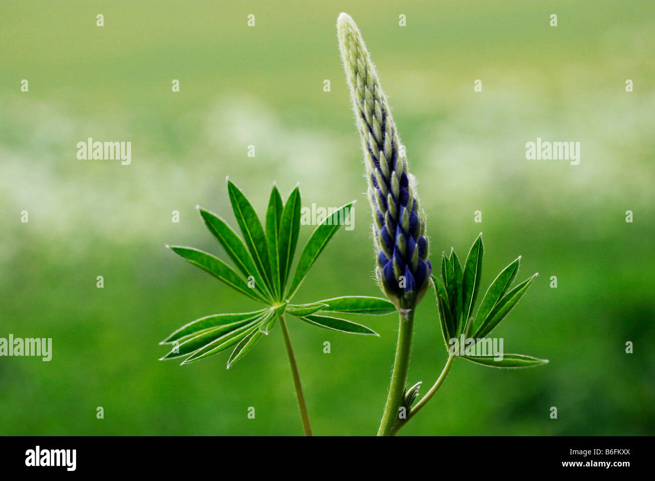 Bigleaf Lupine, Blue Pod, Garden Lupin, Large-leaved Lupine, Marsh Lupine, Meadow Lupine, Meadow-lupine (Lupinus polyphyllus),  Stock Photo