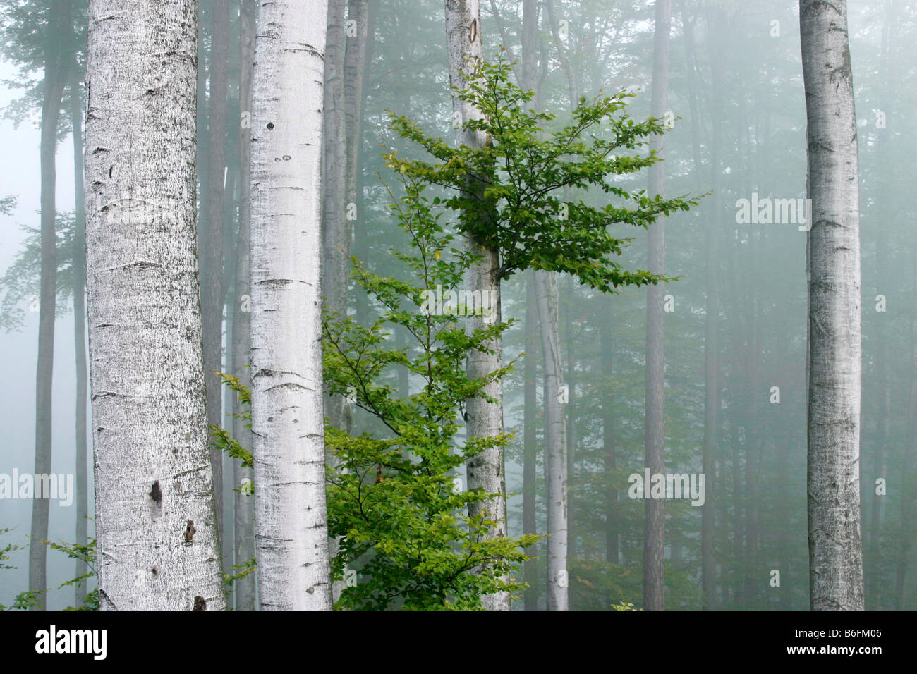 Beech forest, Sidonie, White Carpathian Mountains, protected landscape area, Bile Karpaty, Czech Republic, Europe Stock Photo