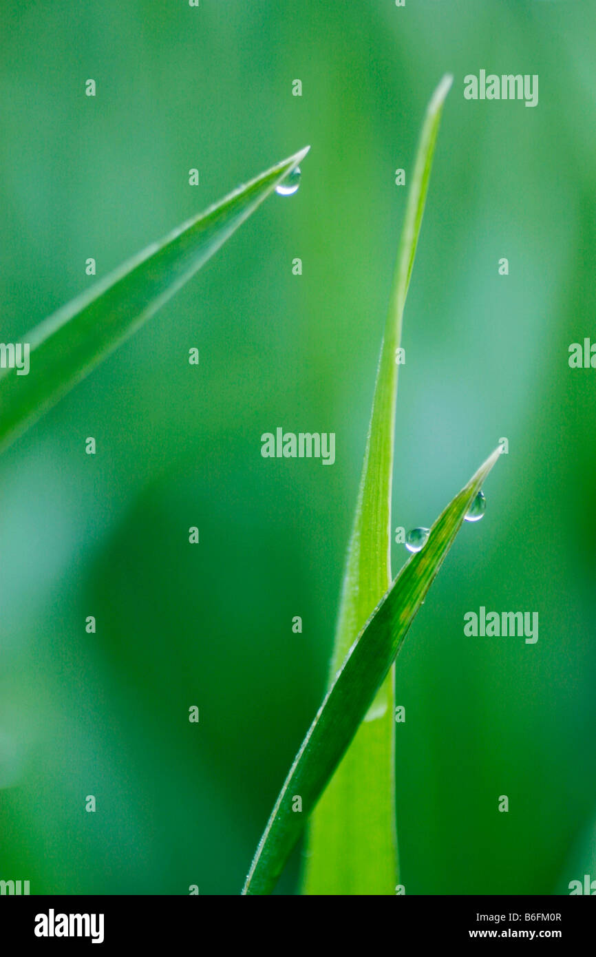 Drops of water on blades of grass Stock Photo Alamy