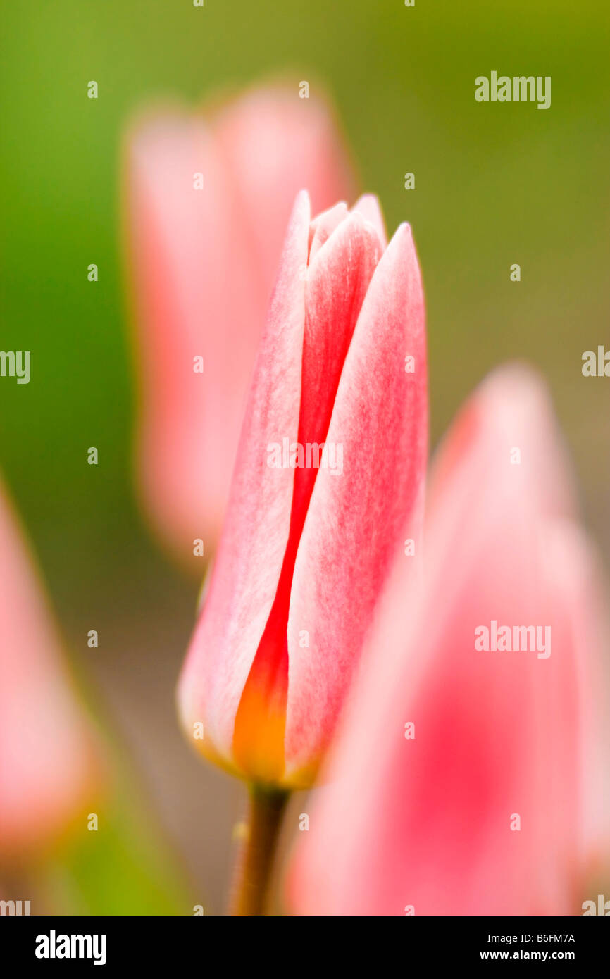 Carnation tulips in garden Stock Photo Alamy