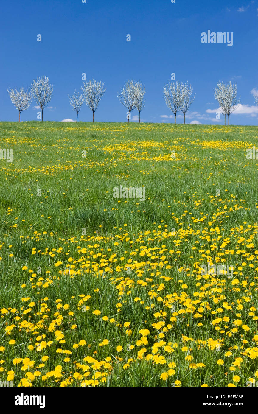 Spring landscape with dandelions near Stitna nad Vlari, Bile Karpaty, White Carpathian mountains protected landscape area, Mora Stock Photo