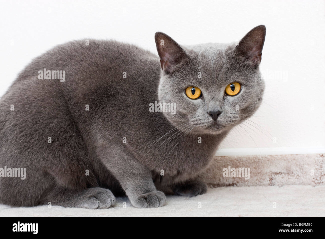 British Shorthair cat, blue Stock Photo
