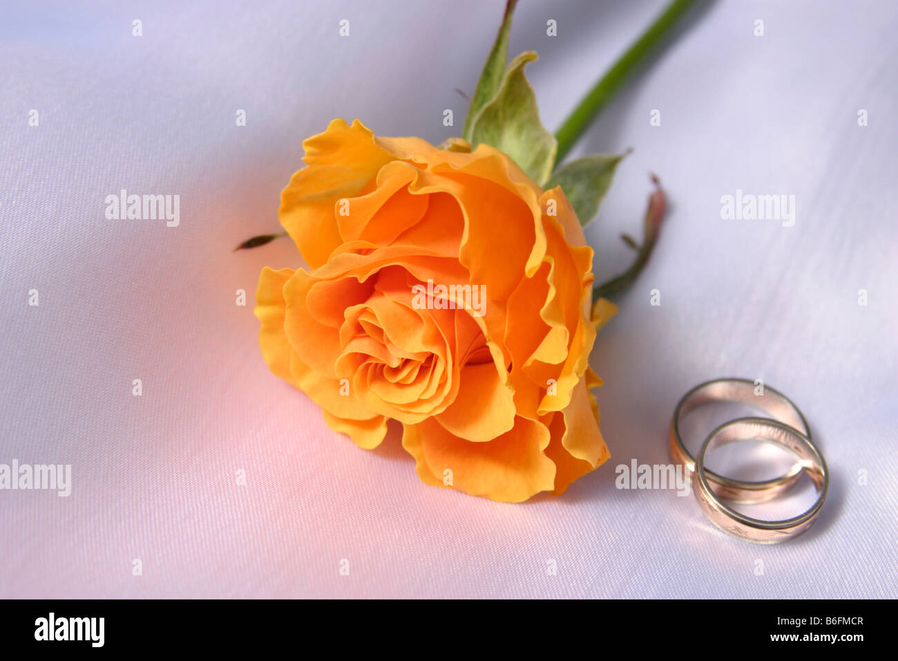 Orange rose and wedding rings Stock Photo