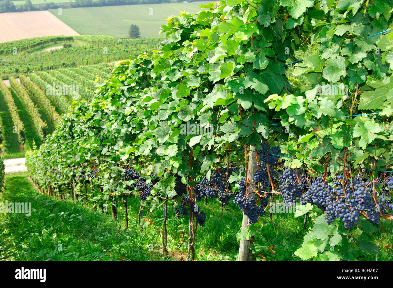 Zurich wine country hires stock photography and images Alamy