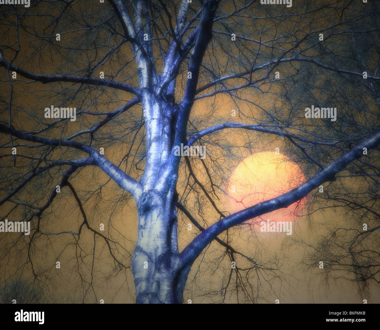 PHOTO ART: Autumn tree with setting sun Stock Photo - Alamy
