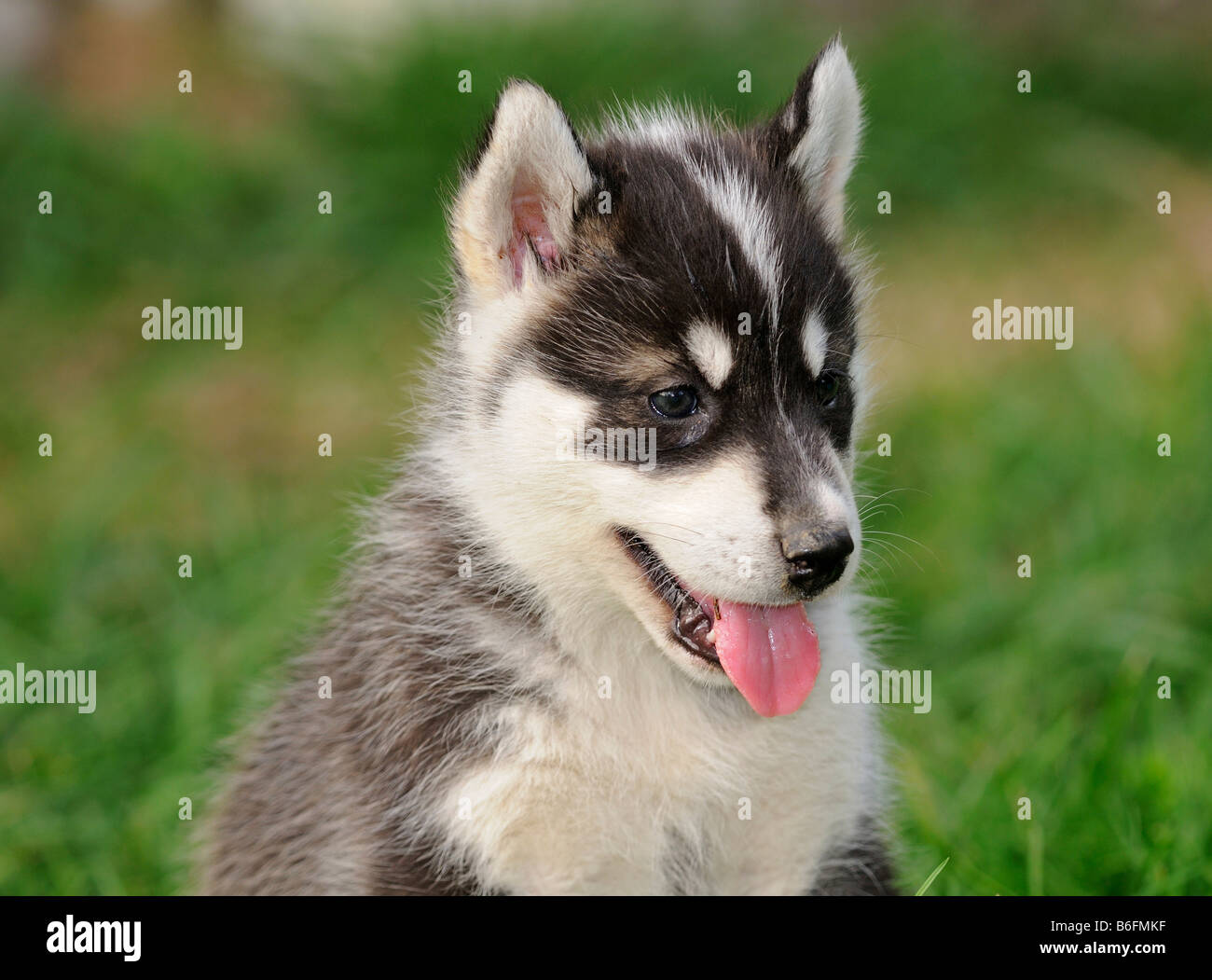 Greenland Dog puppy with pricked up ears Stock Photo