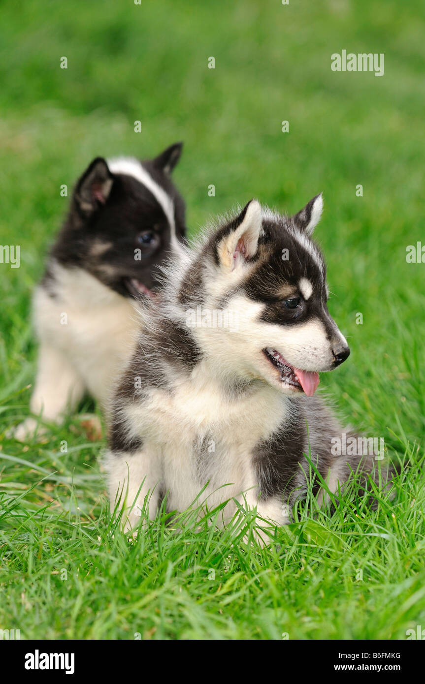 Greenland Dog puppies sitting in the grass Stock Photo Alamy