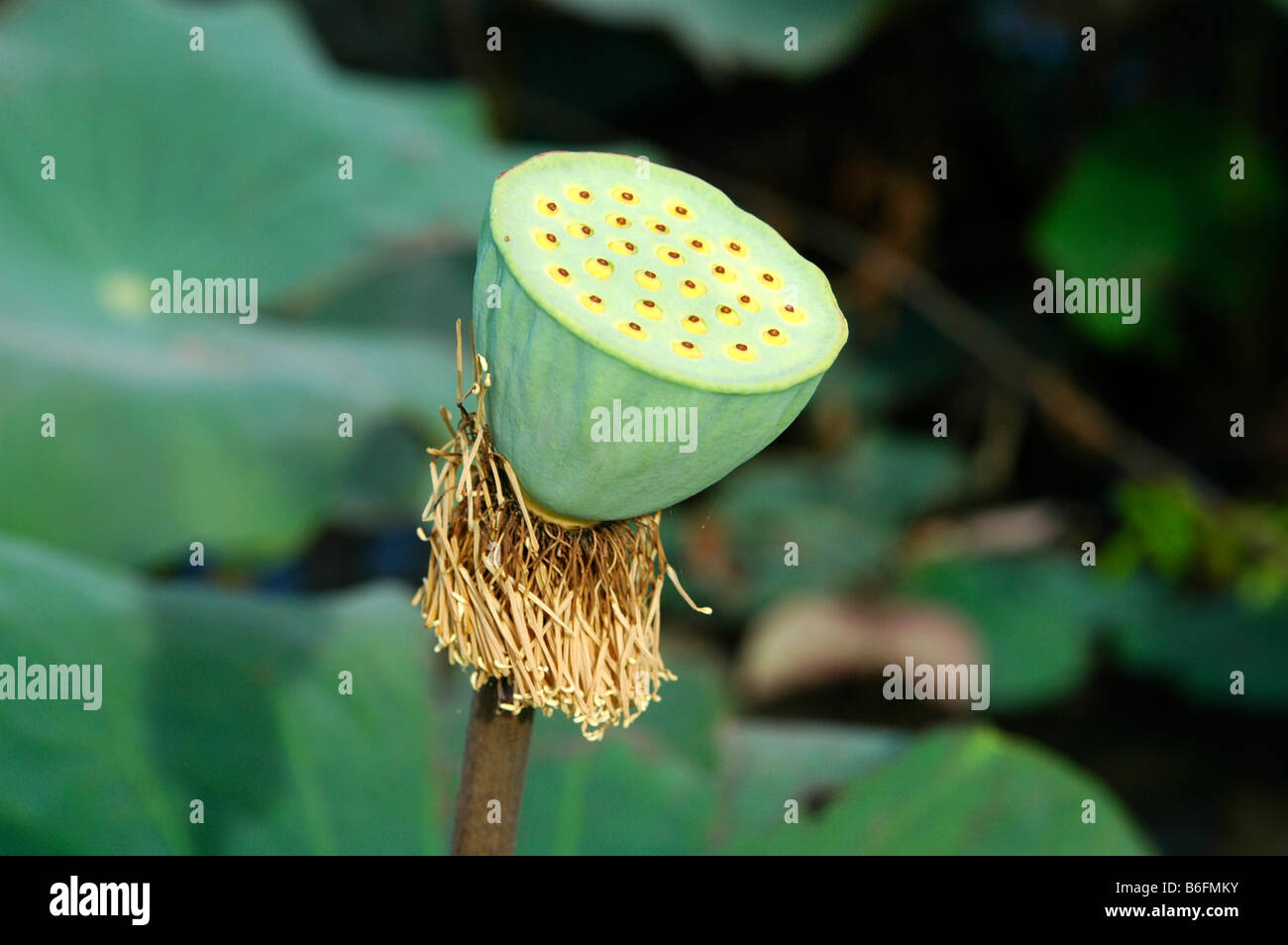 Seed capsule of the Indian Lotus (Nelumbo nucifera) Stock Photo